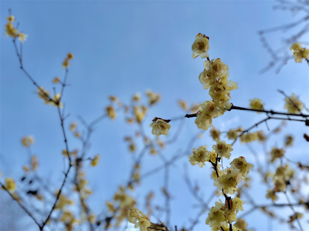 f:id:genko-library:20190212053420j:image