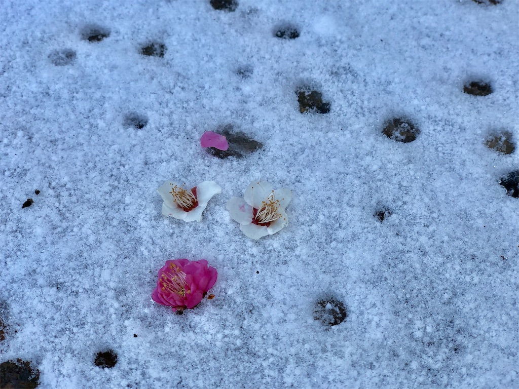 f:id:genko-library:20190212053500j:image