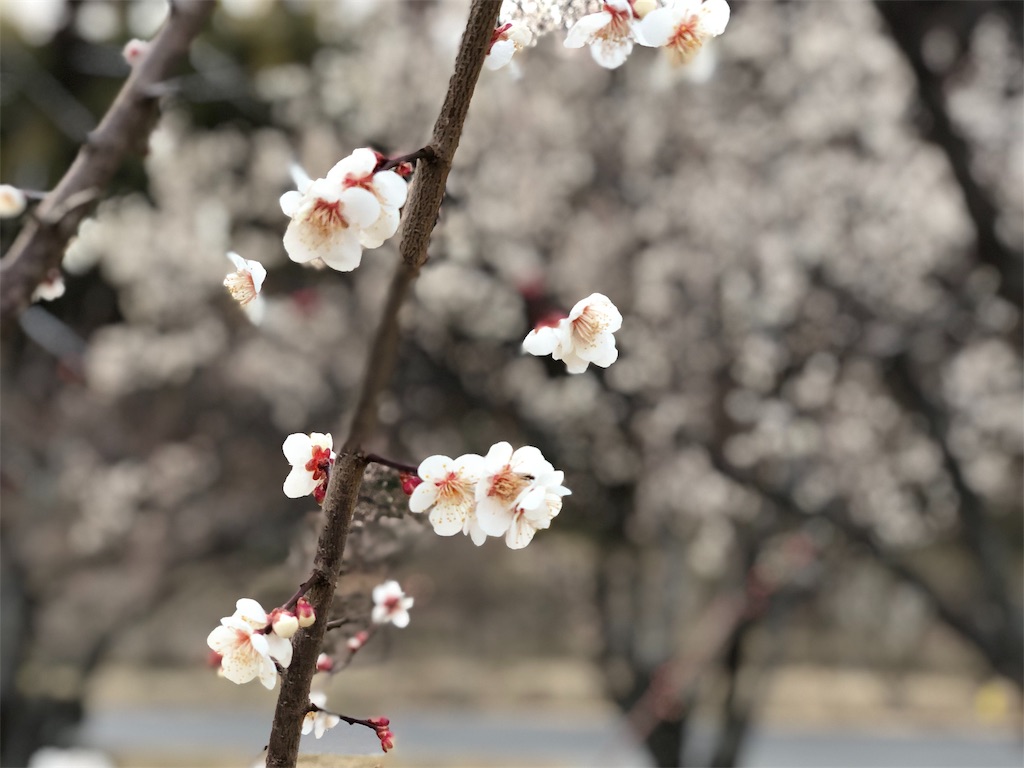 f:id:genko-library:20190217054154j:image
