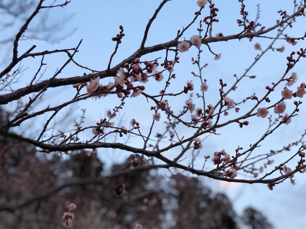 f:id:genko-library:20190217054210j:image
