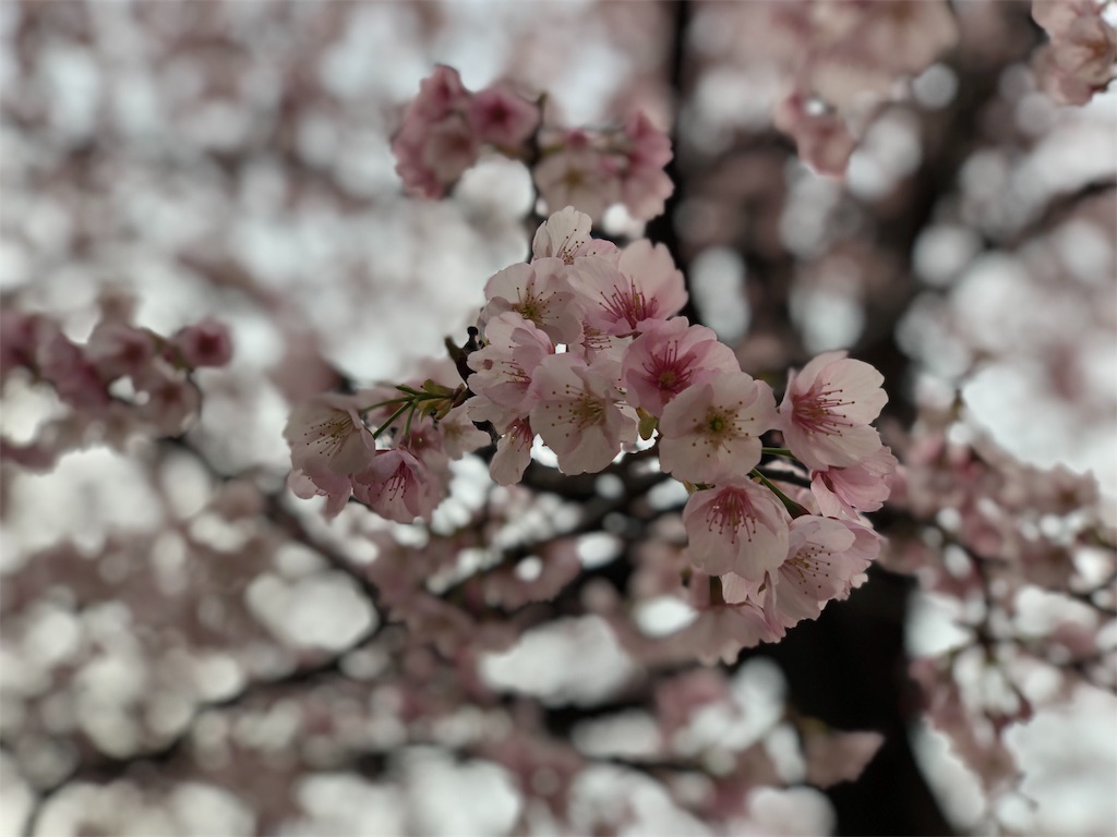 f:id:genko-library:20190318054900j:image
