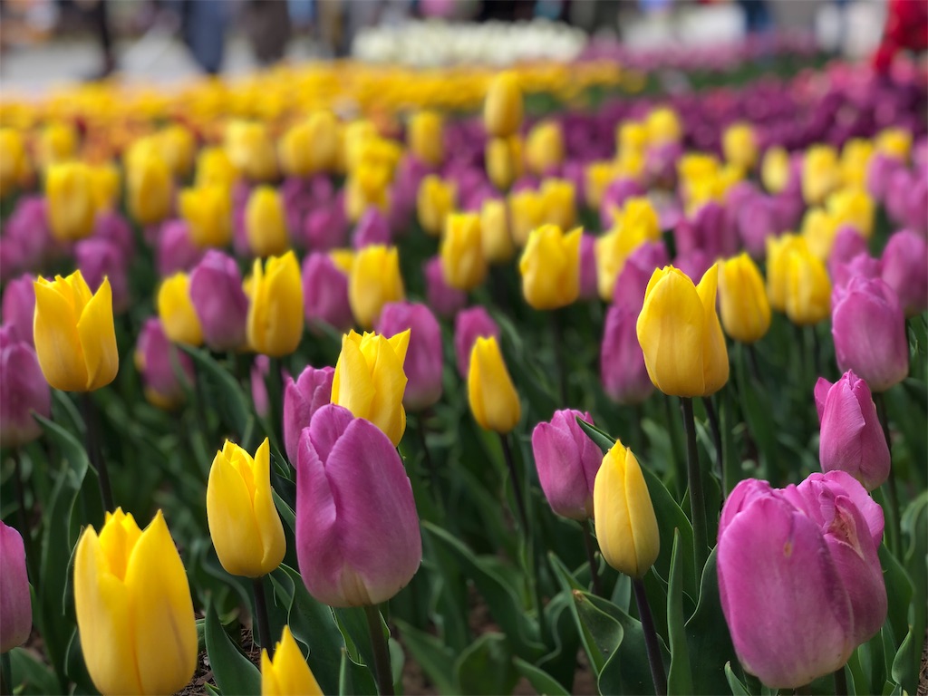 f:id:genko-library:20190424053342j:image