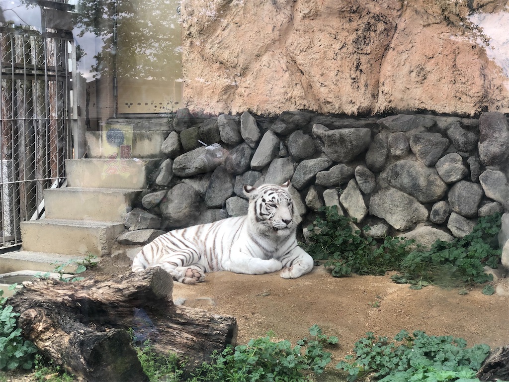 f:id:genko-library:20190506054824j:image