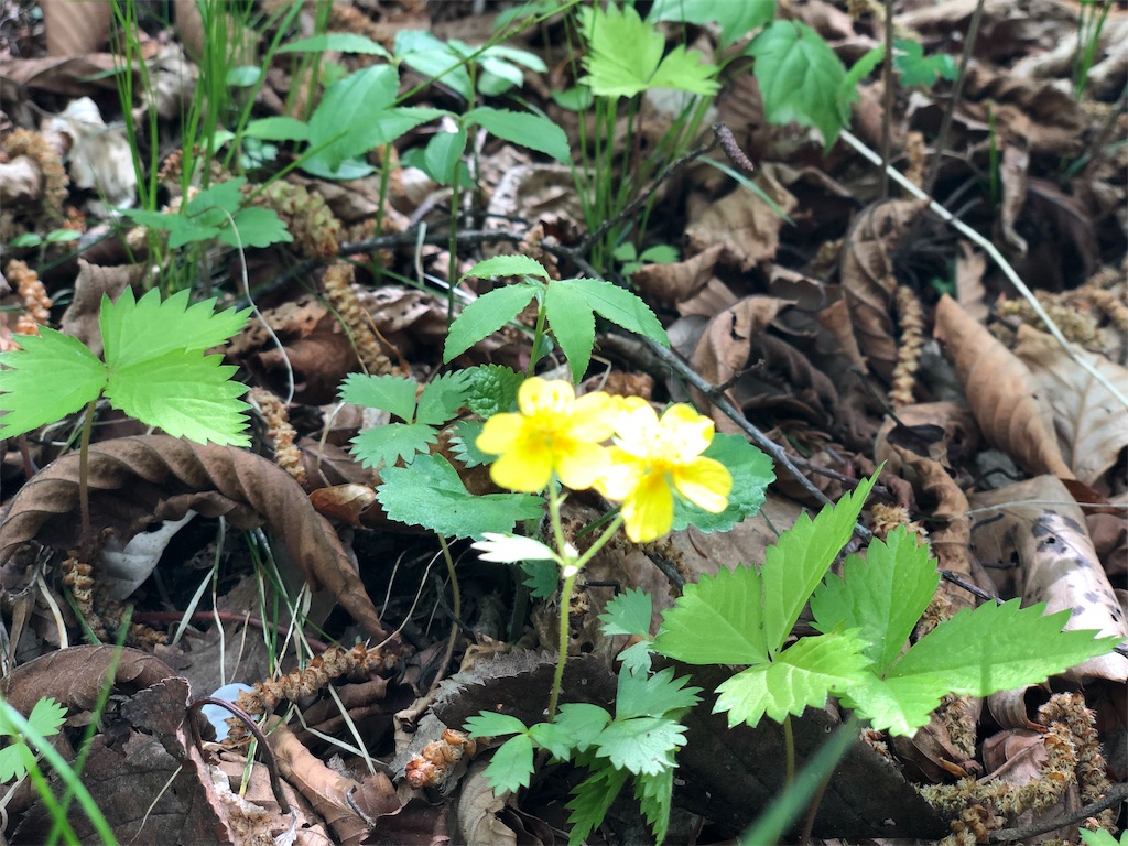 f:id:genko-library:20190507052642j:image
