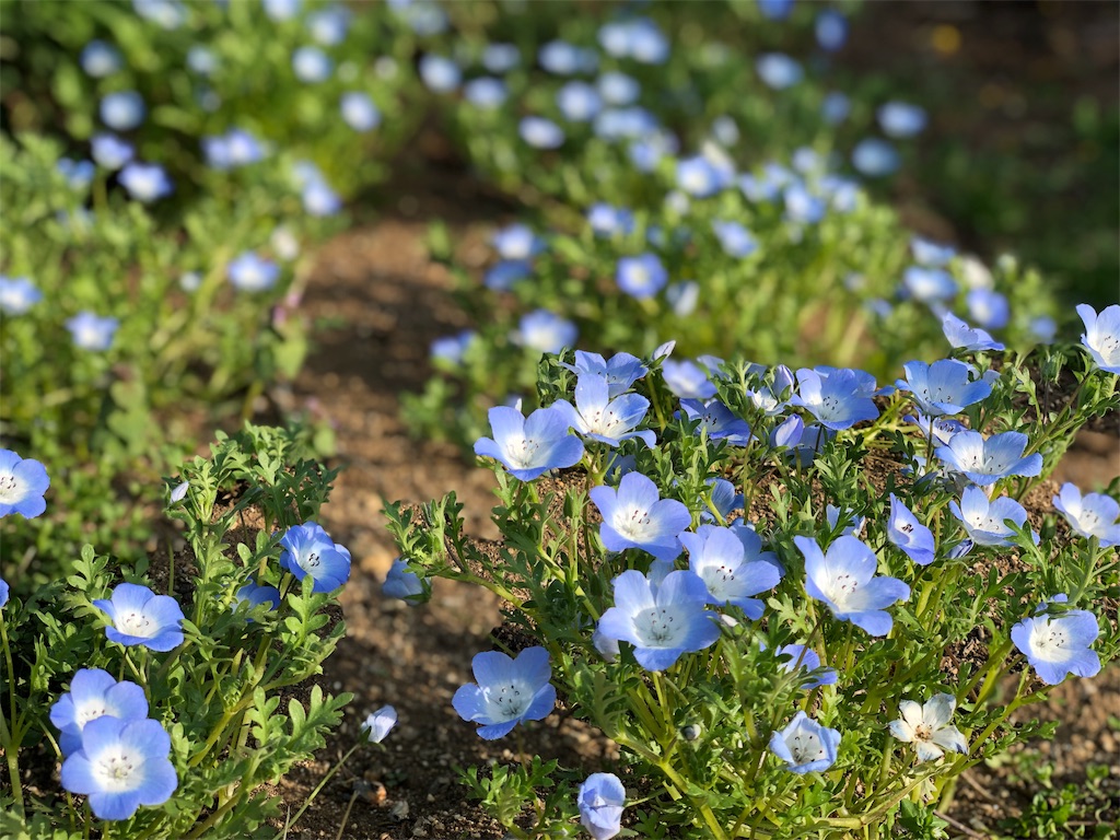 f:id:genko-library:20190507052801j:image