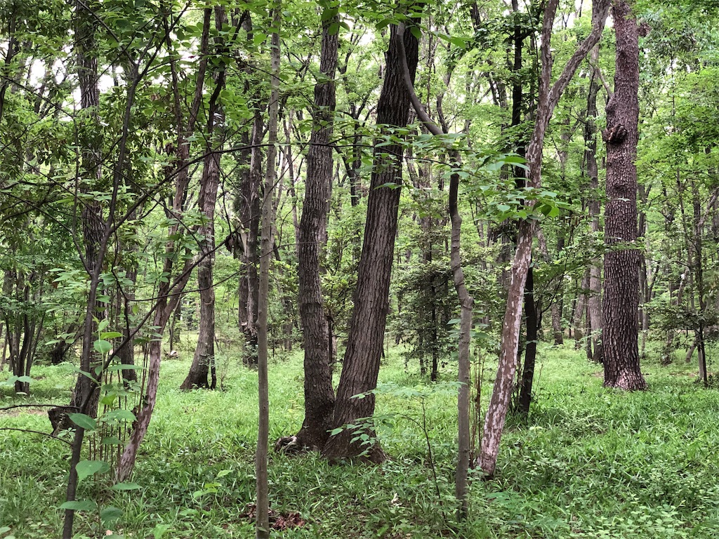 f:id:genko-library:20190603060627j:image f:id:genko-library:20190603060627j:image