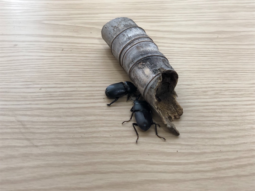 f:id:genko-library:20190603060715j:image f:id:genko-library:20190603060715j:image