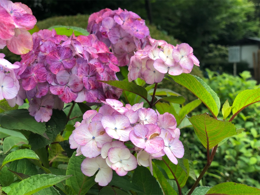 f:id:genko-library:20190618052906j:image