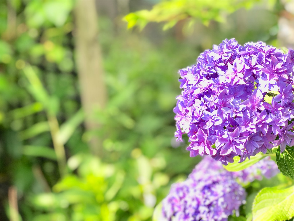 f:id:genko-library:20190618052924j:image