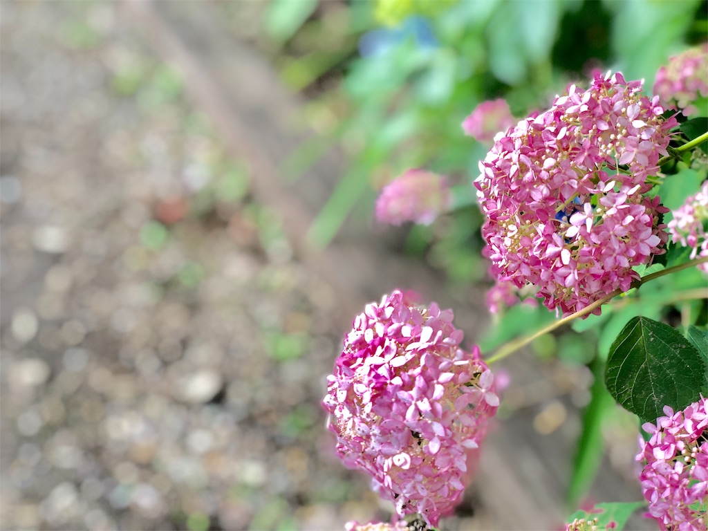 f:id:genko-library:20190618052936j:image