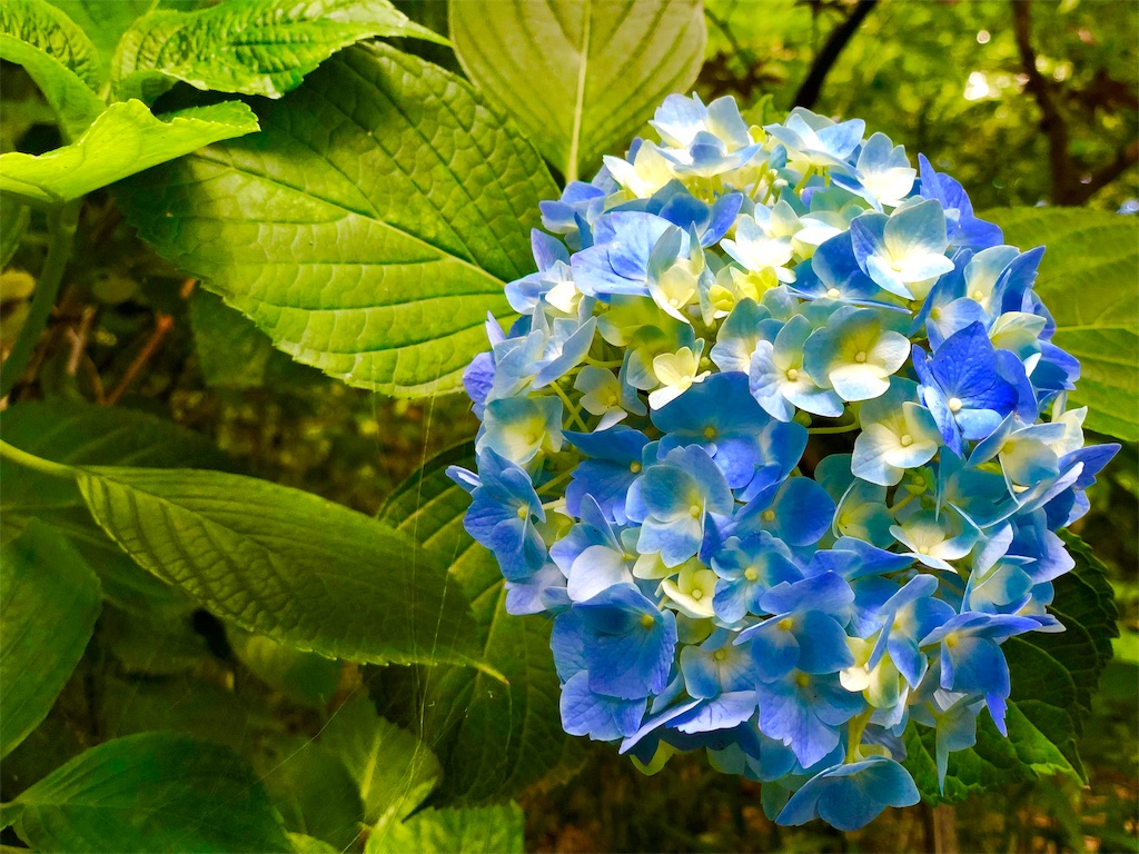 f:id:genko-library:20190618052950j:image