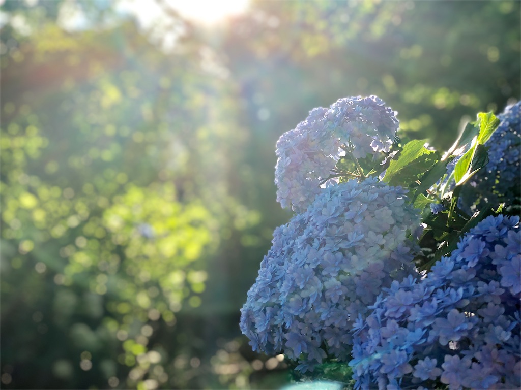 f:id:genko-library:20190618053031j:image