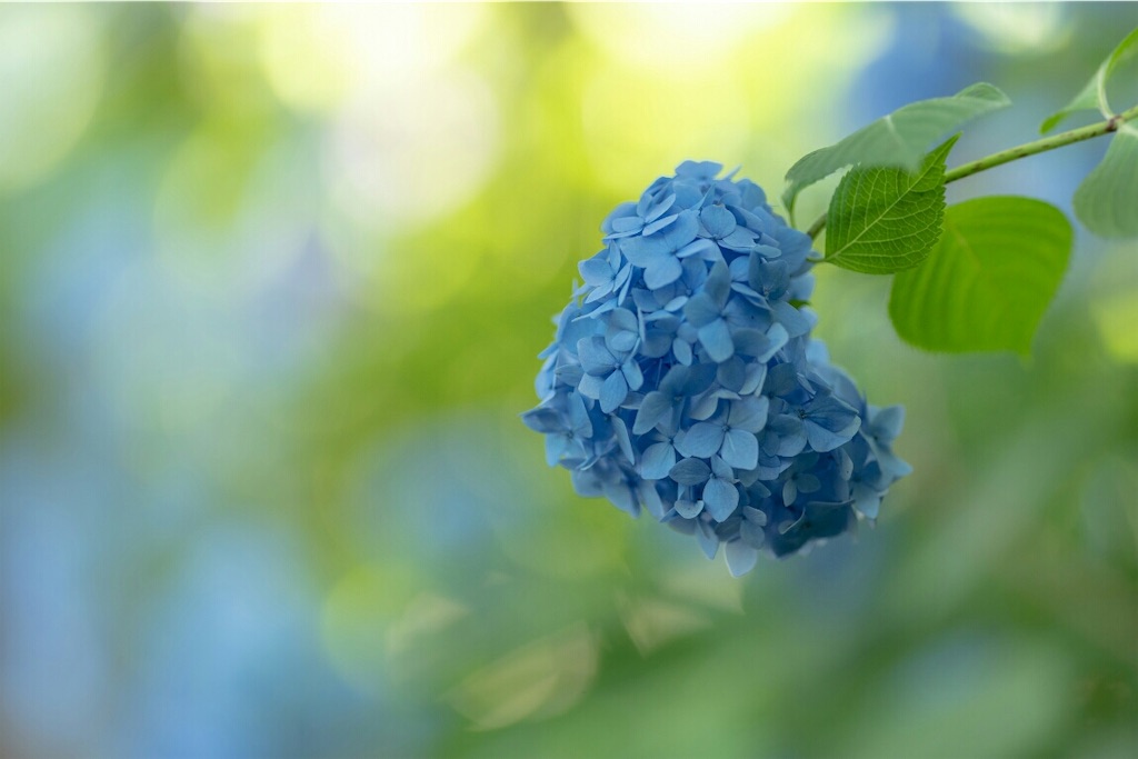 f:id:genko-library:20190618053105j:image