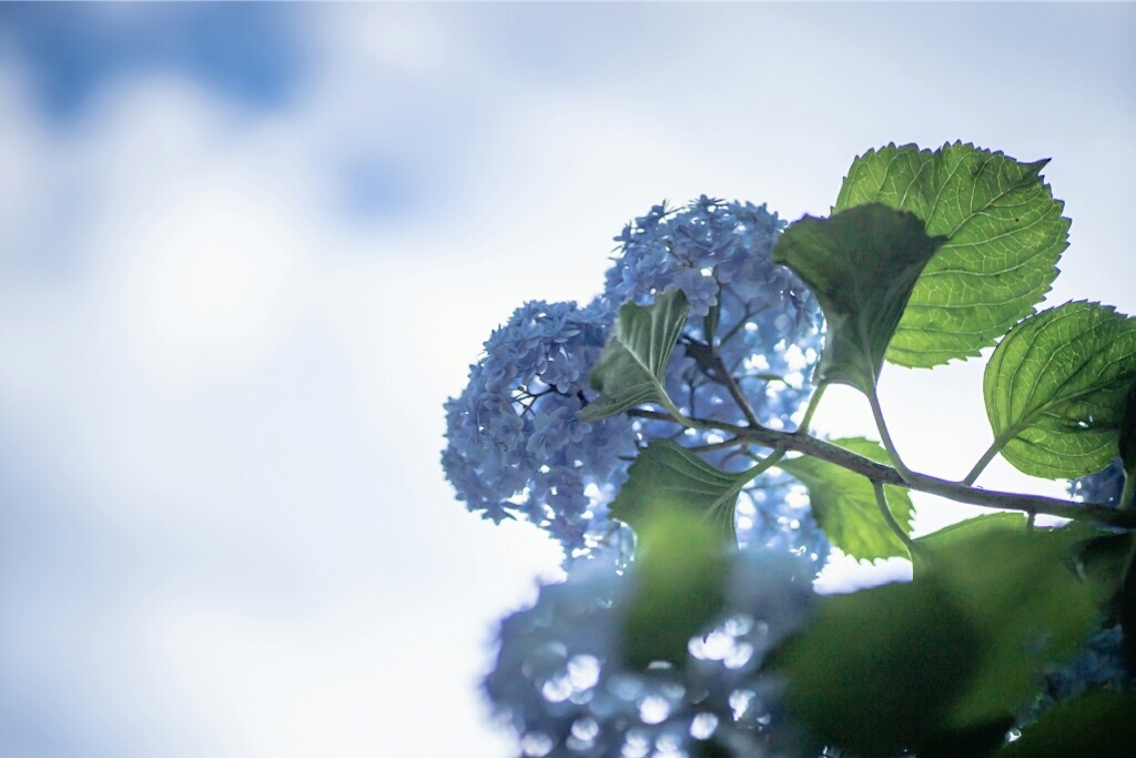 f:id:genko-library:20190618053116j:image