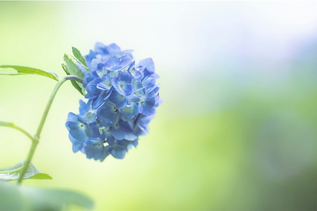 f:id:genko-library:20190618053123j:image