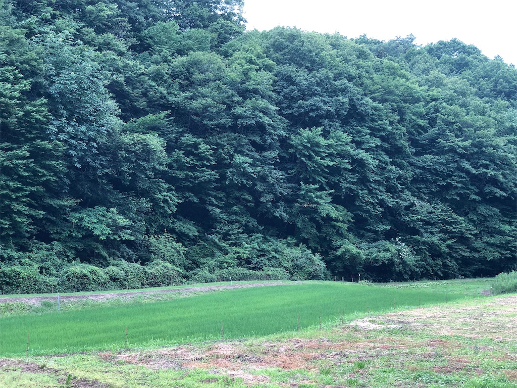 f:id:genko-library:20190714055654j:image