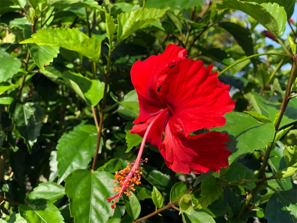 f:id:genko-library:20190802055821j:image