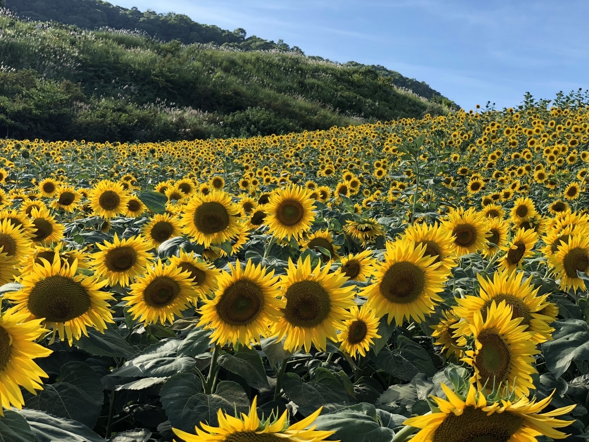 f:id:genko-library:20190807054250j:plain