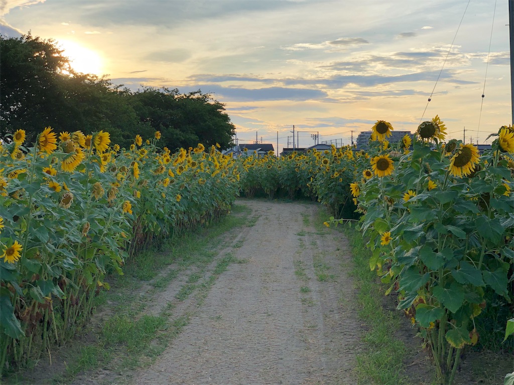 f:id:genko-library:20190807055735j:image