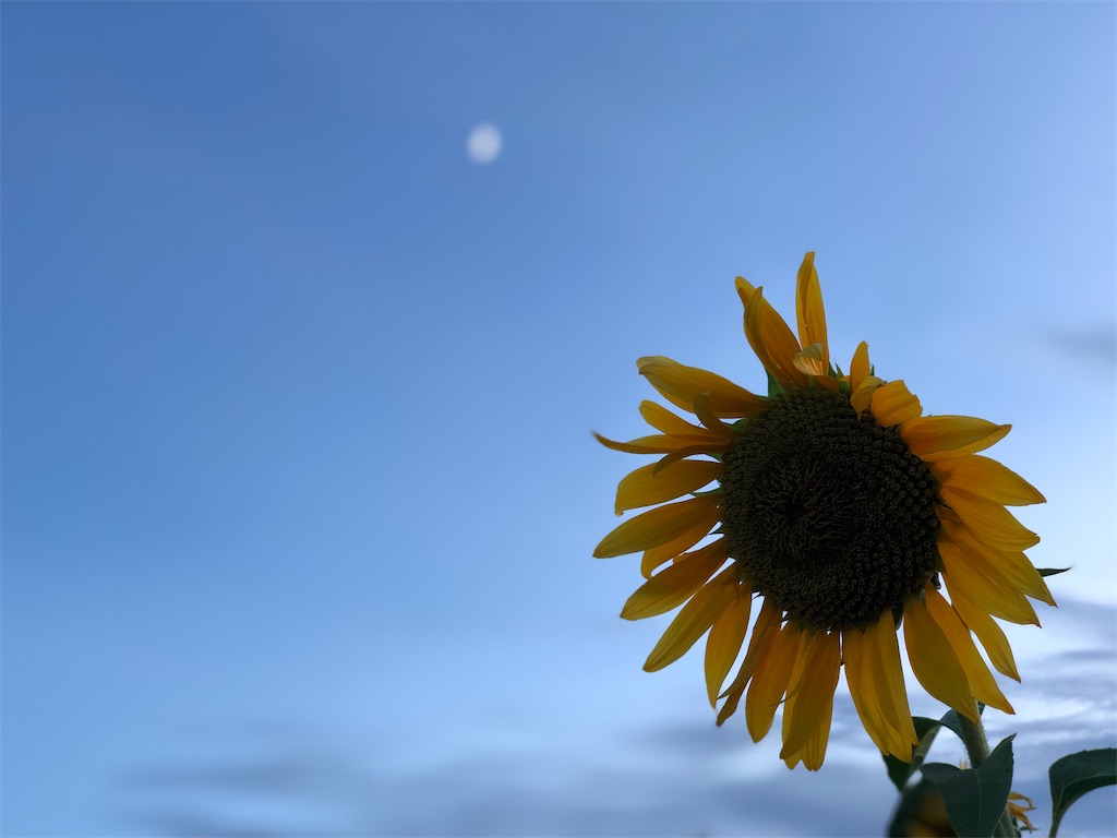 f:id:genko-library:20190807055820j:image