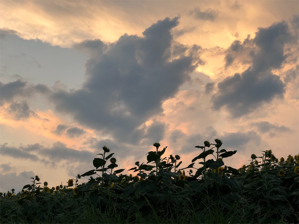 f:id:genko-library:20190810221500j:image