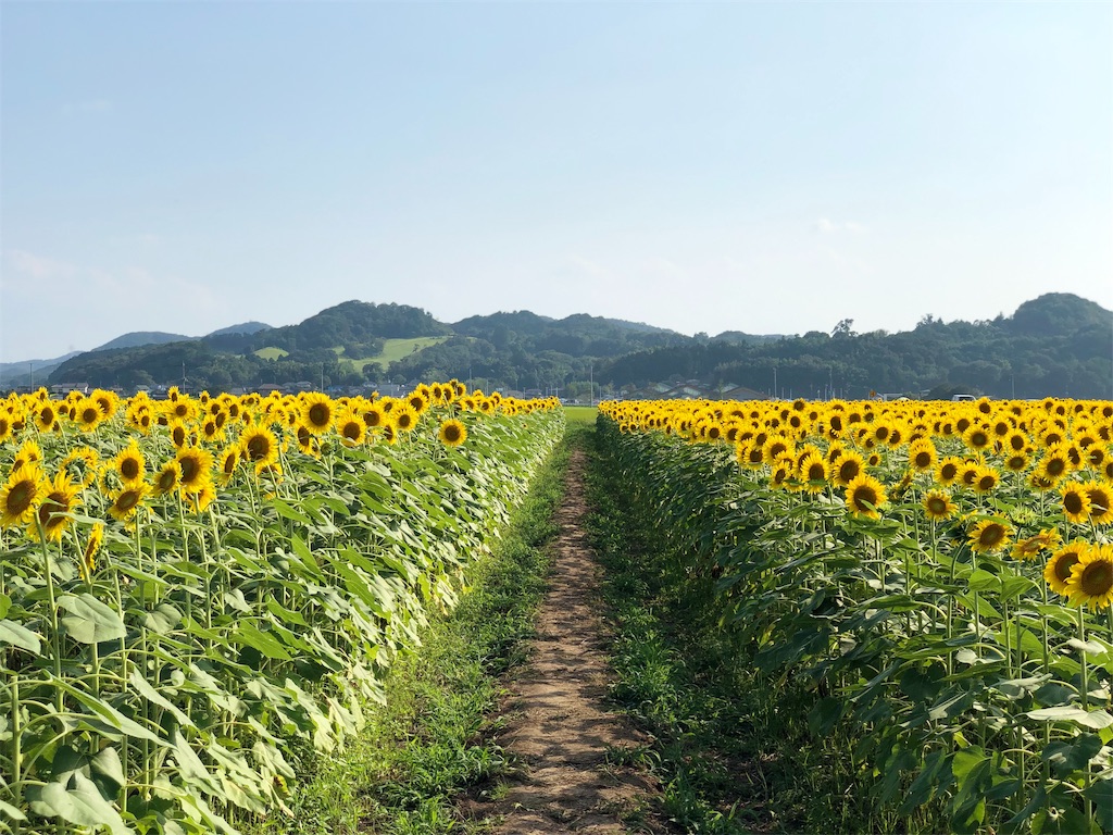 f:id:genko-library:20190818053714j:image