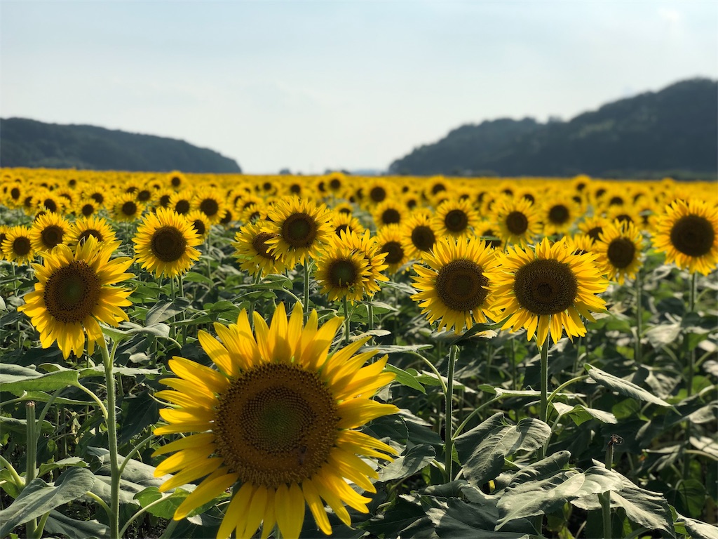 f:id:genko-library:20190818053743j:image