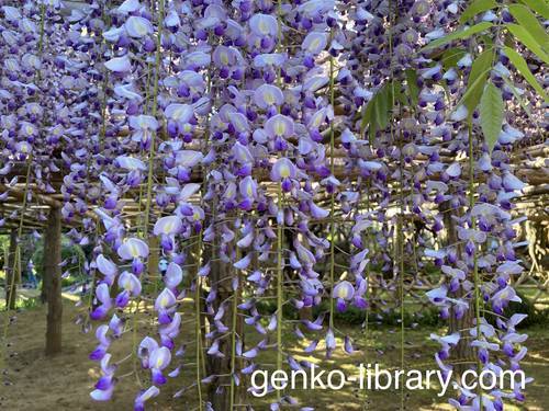f:id:genko-library:20210423054215j:plain