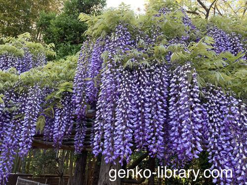 f:id:genko-library:20210423054222j:plain