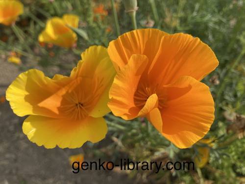 f:id:genko-library:20210518151023j:plain