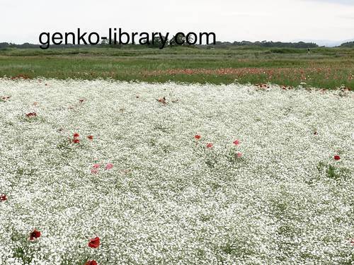 f:id:genko-library:20210518151030j:plain