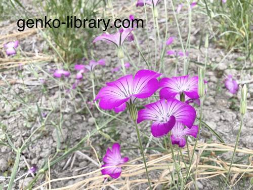 f:id:genko-library:20210518151038j:plain