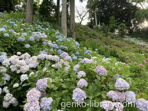 f:id:genko-library:20210614142954j:plain