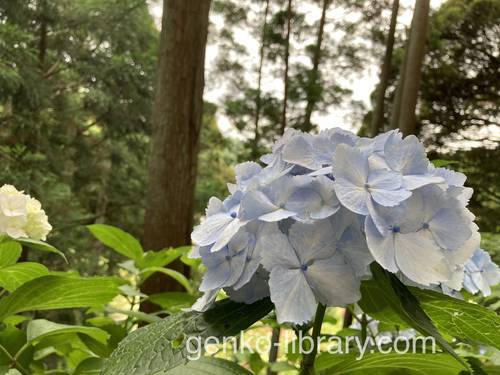 f:id:genko-library:20210614143006j:plain