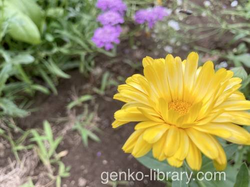 f:id:genko-library:20210623054904j:plain