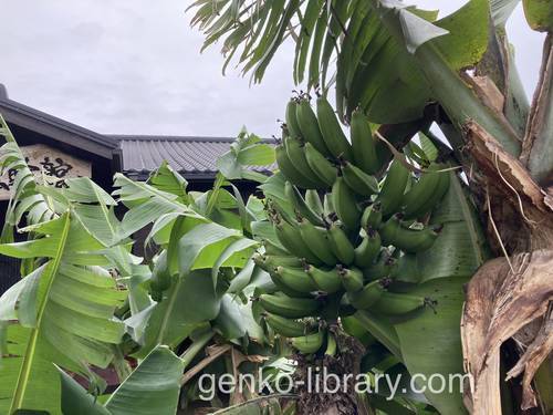 f:id:genko-library:20220403055150j:plain