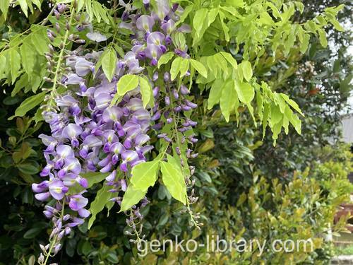 f:id:genko-library:20220403055222j:plain