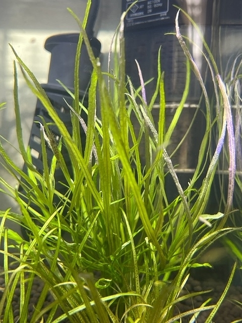 f:id:genryu0278:20220123132755j:plain