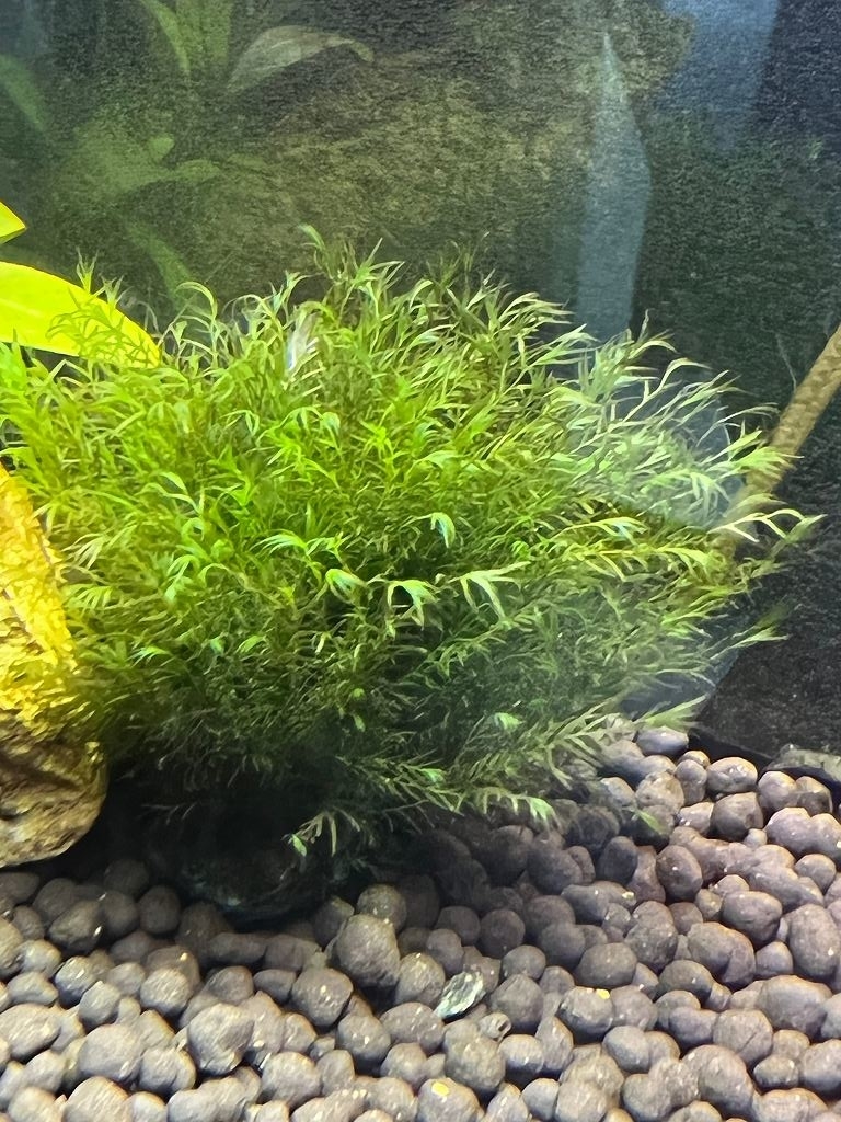 水草 ウォーターフェザー Aquariumに魅せられて