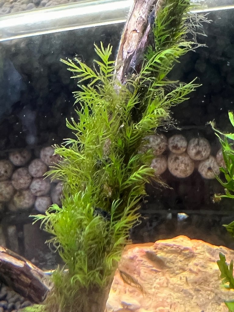 水草 ウォーターフェザー Aquariumに魅せられて