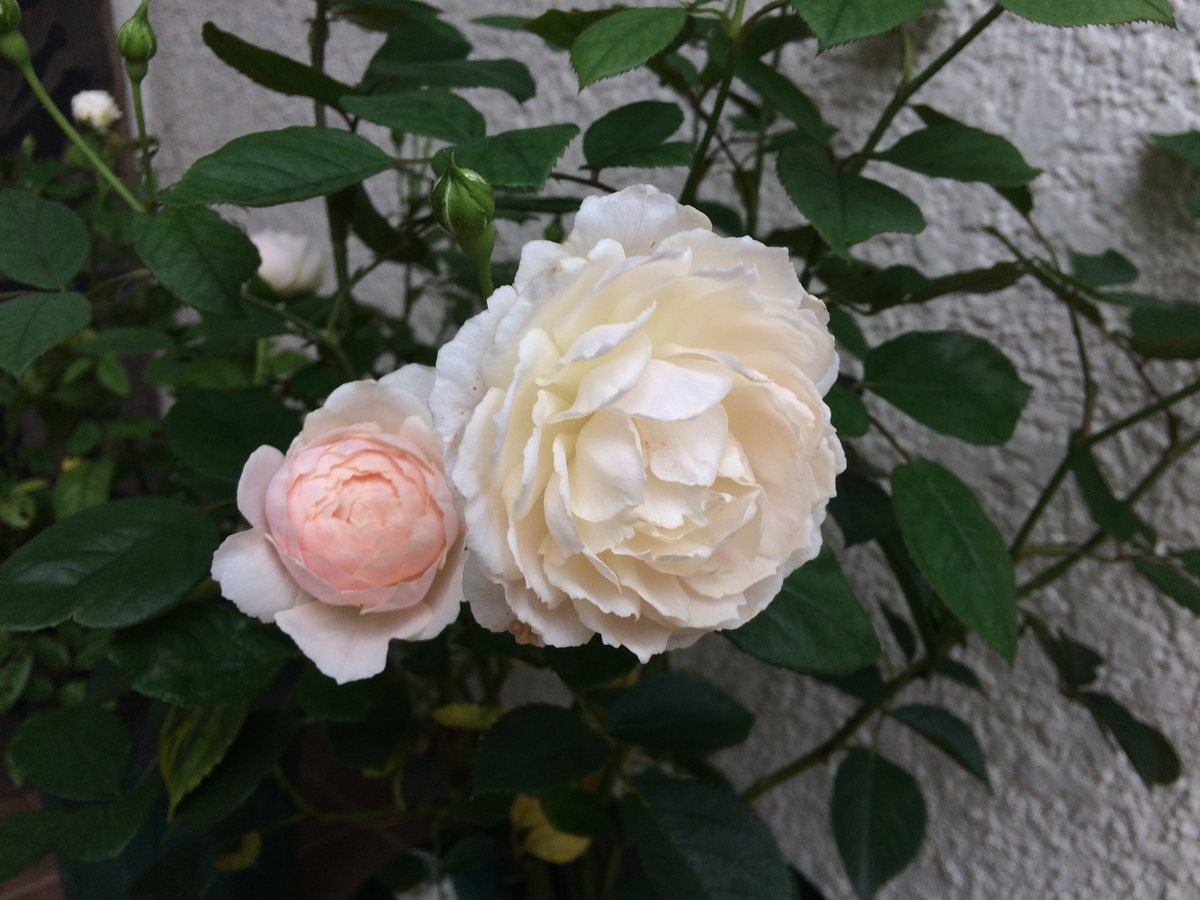 デスデモーナは開花については優秀ですね 週末は晴天希望 デスデモーナは開花については優秀ですね 週末は晴天希望