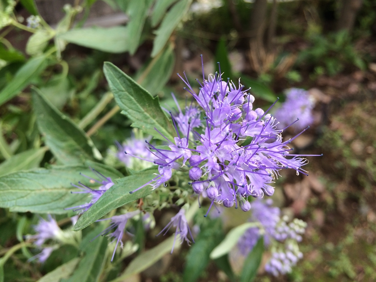 秋の花 カリオプテリス グランブルーが咲きました 週末は晴天希望