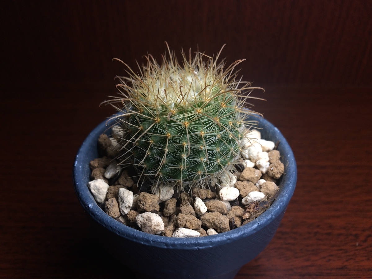 サボテンの鉢サイズについて そして錦繡玉の鉢増し 週末は晴天希望