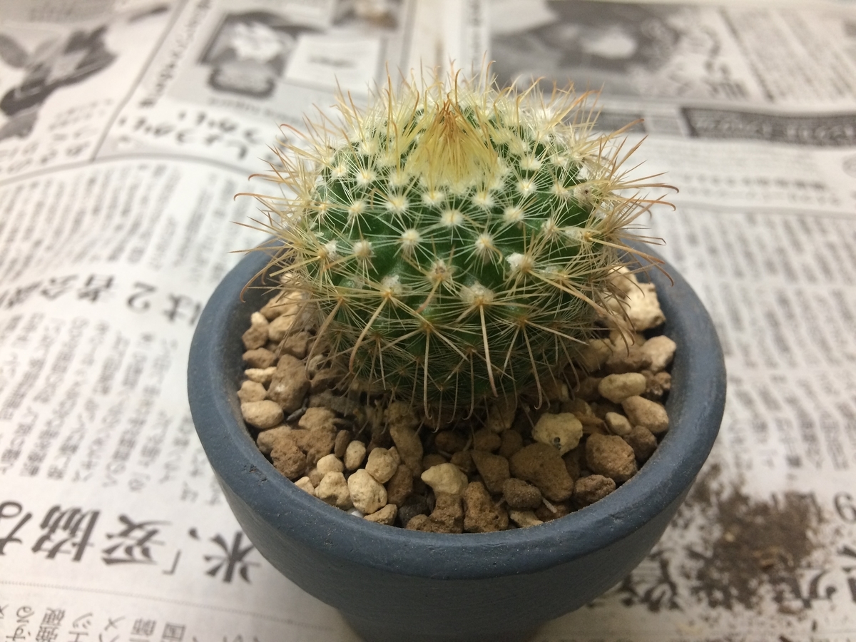 サボテンの鉢サイズについて そして錦繡玉の鉢増し 週末は晴天希望