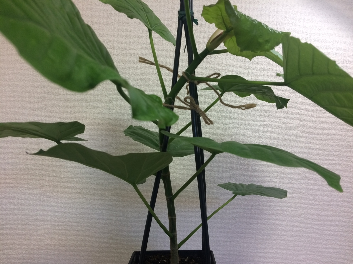 個性派フォルムが魅力のフィカスウンベラータ1・曲げ太幹気根仕立て