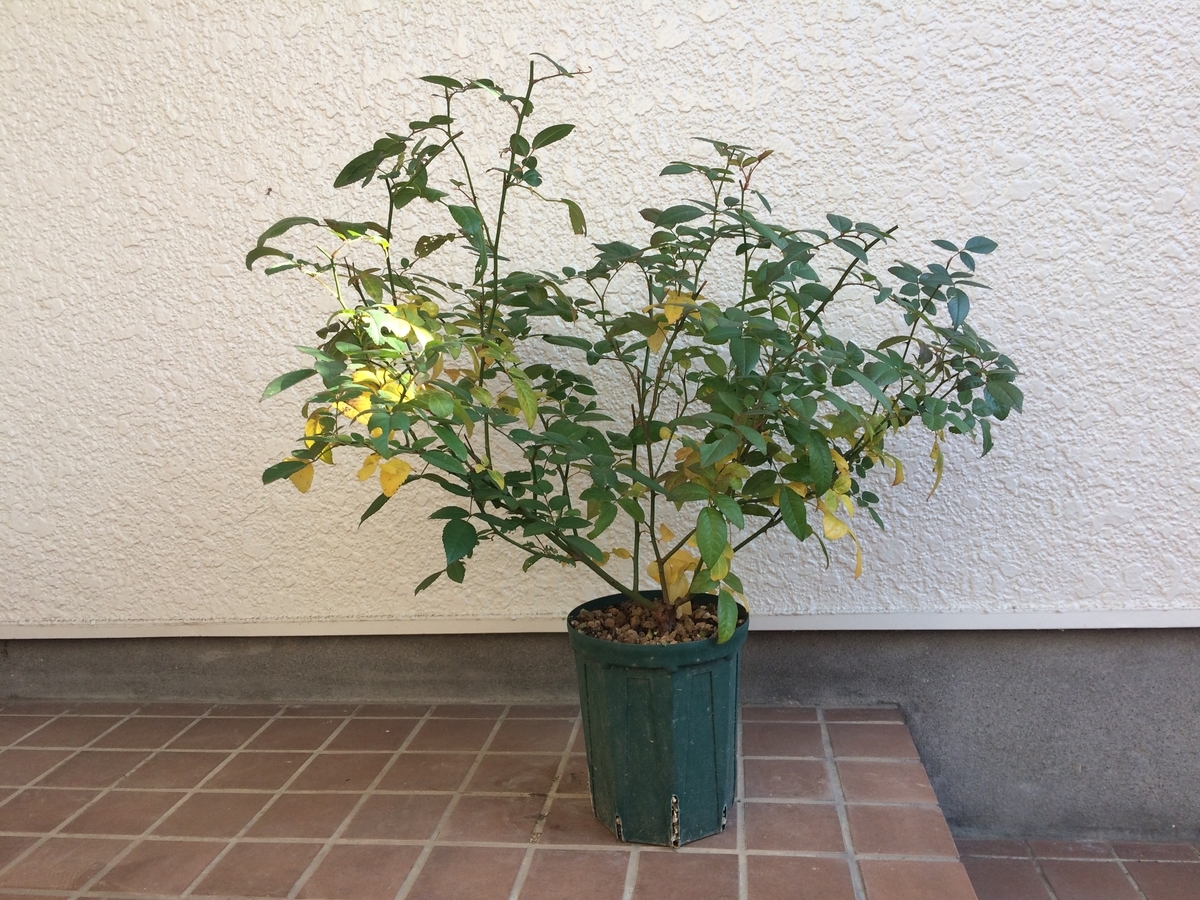 クロチルド スーペルとボレロの土替え ２０１９年冬 週末は晴天希望