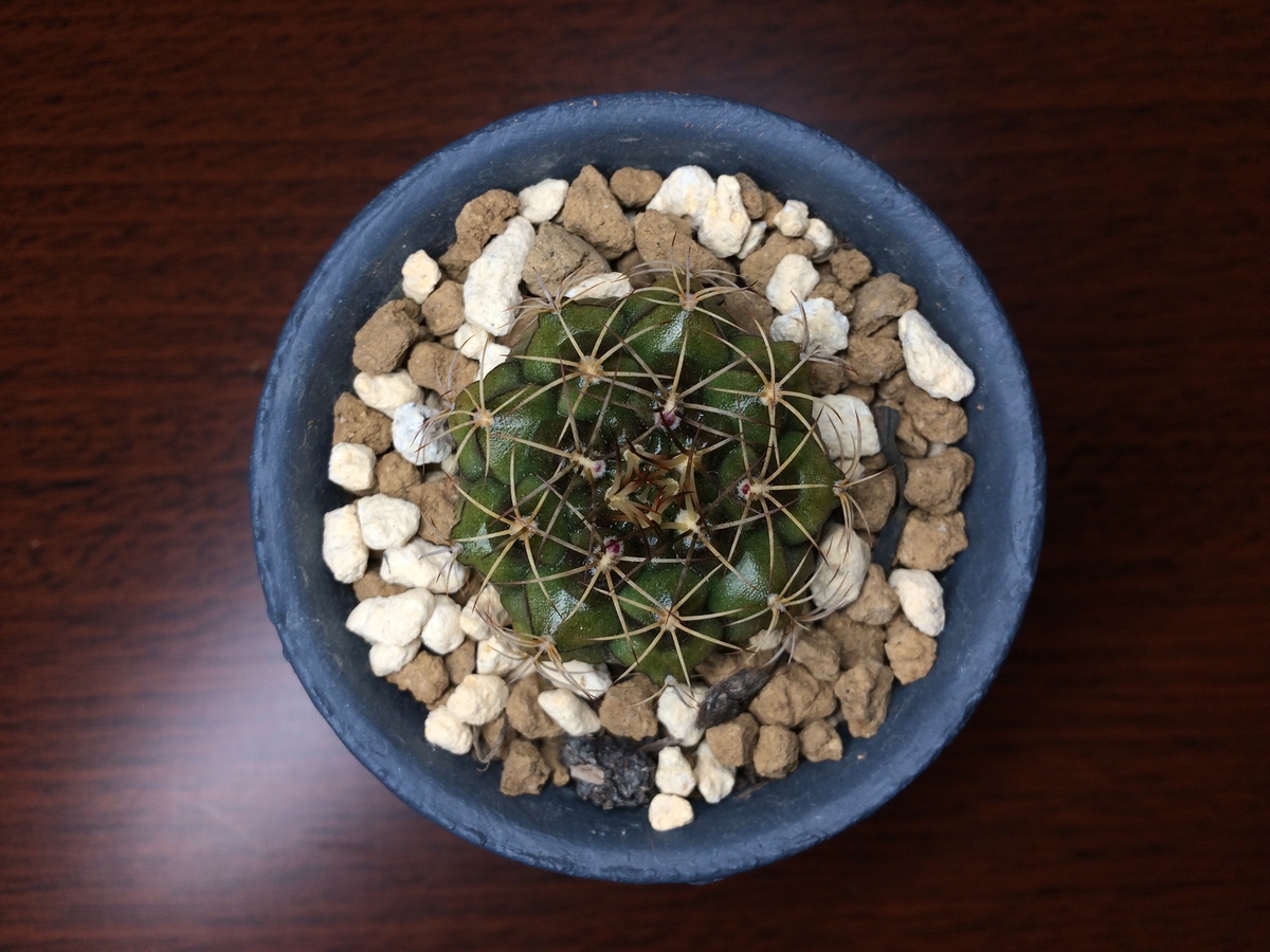 麗蛇丸の気になる赤い点 週末は晴天希望