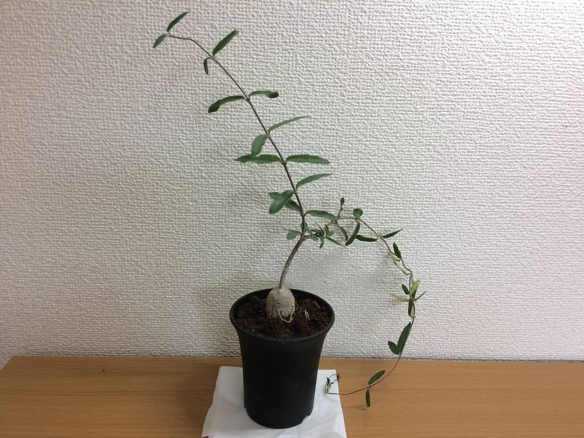 フォッケア エデュリス 火星人をお迎え 週末は晴天希望