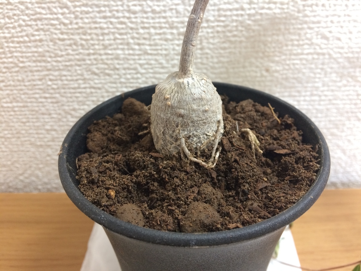 フォッケア エデュリス 火星人をお迎え 週末は晴天希望