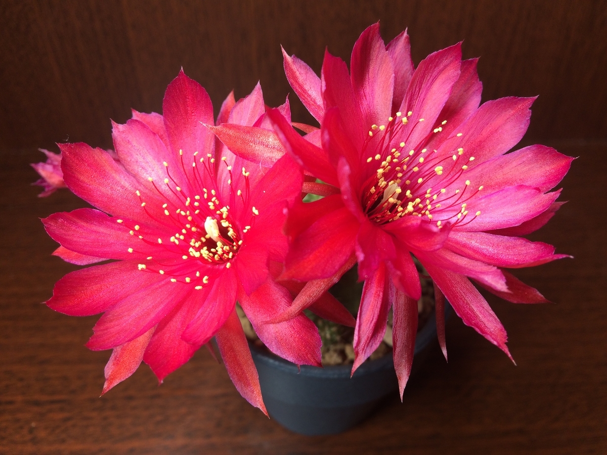 花鏡丸が慌ただしく開花していきました 週末は晴天希望